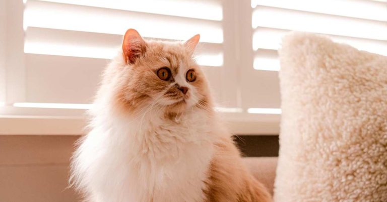 Persian Cat Price in Dhaka: Complete Cost Guide, Quality Insights, and Buying Tips